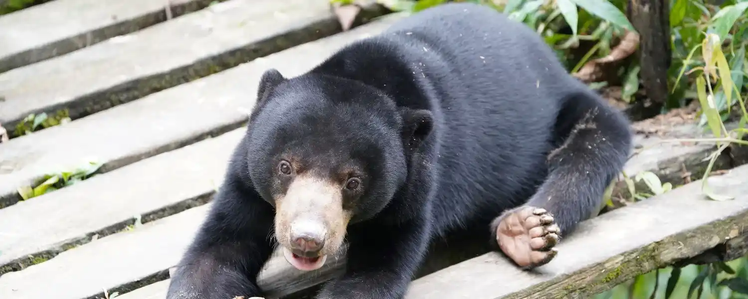 3 Day Borneo Orangutan Adventure-1